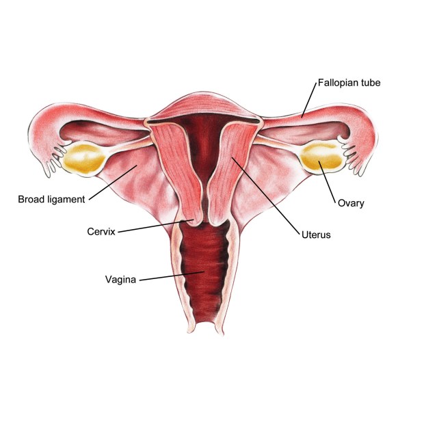 cervix